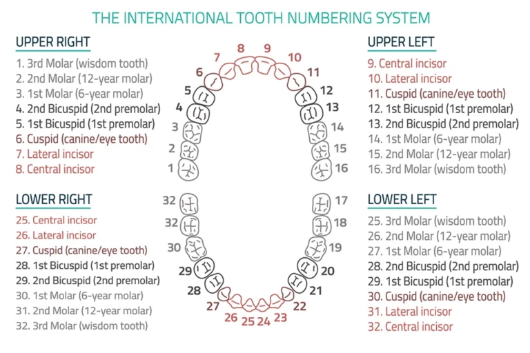 Teeth Numbers and Names