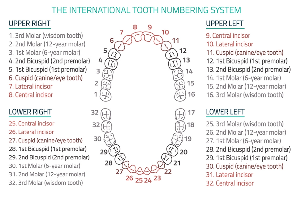 Teeth Numbers and Names