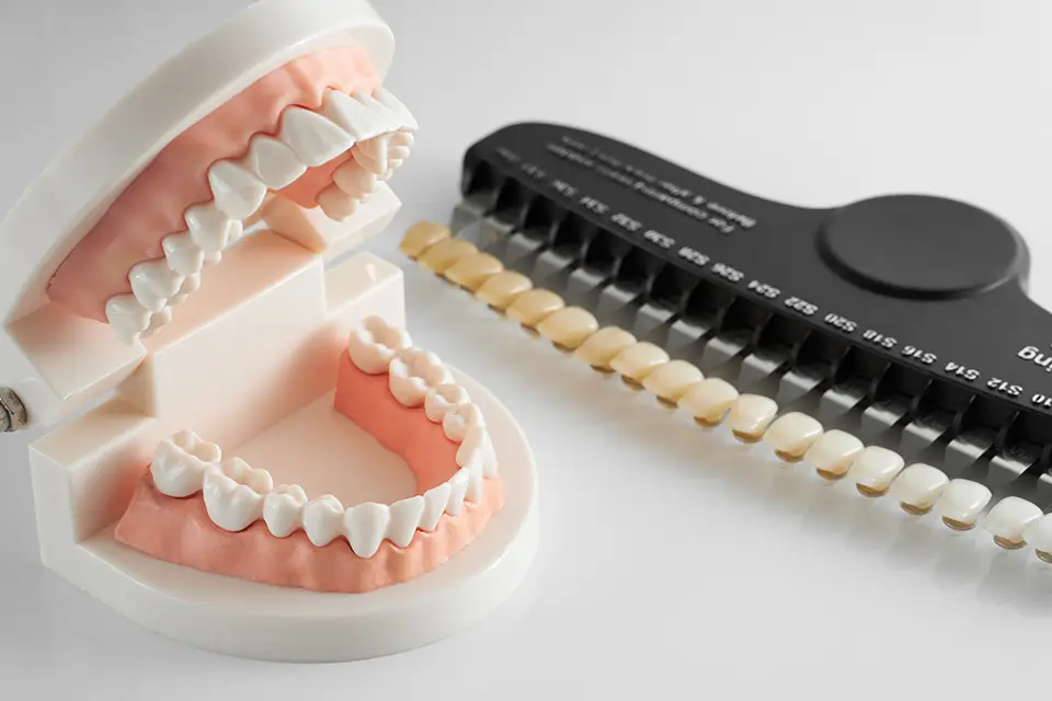 Bicuspid Teeth