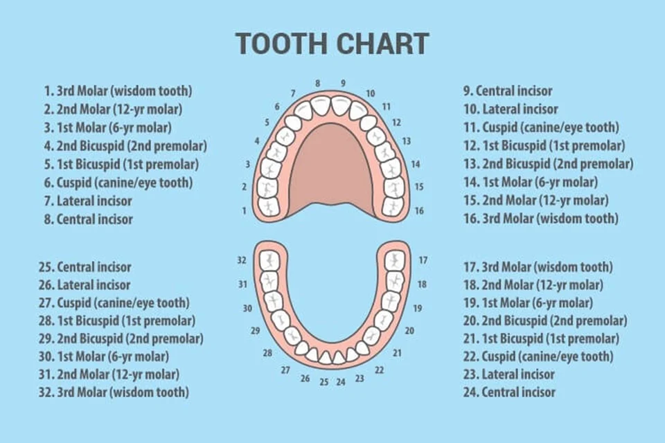 Names of Teeth and Their Functions