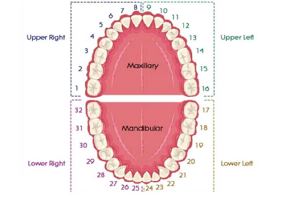 Dental Numbering Systems